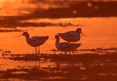 Pied Avocet at sunset