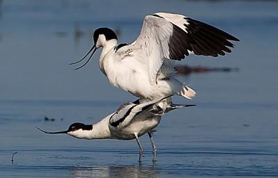 Pied Avocet mating
