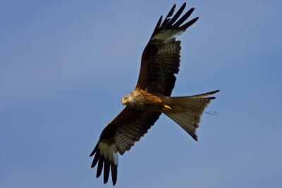 Red Kite with 1.4xTC