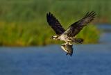 Osprey, Pandion haliaetus