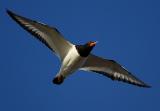 Eurasian Oystercatcher