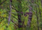 Common Buzzard
