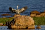 Grey Heron landing