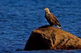 White-tailed Eagle