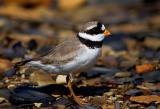 Common Ringed Plover