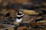 Common Ringed Plover on nest
