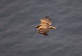White-tailed Eagle