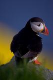 Atlantic Puffin