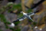 Northern Gannet 