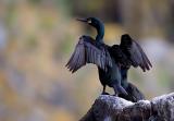 European Shag