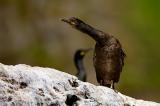 European Shag