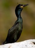 European Shag