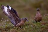 Great Skua
