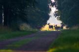 Red deer