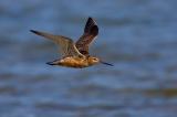 Bar-tailed Godwit