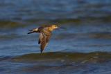 Bar-tailed Godwit