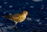 Dunlin