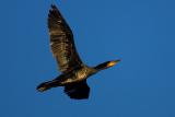 Cormorant