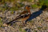 Common Chaffinch