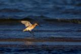 Bar-tailed Godwit landing