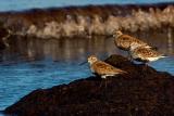 Dunlin