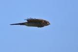 Sparrowhawk