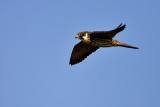 Eurasian Hobby