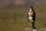 Common Buzzard
