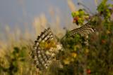 Sparrowhawk hunting bird in bush