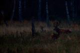 Red deer in the darkness