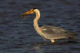 Grey Heron with fish