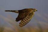 Sparrowhawk