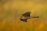 Sparrowhawk