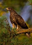 European Honey-buzzard, Pernis apivorus