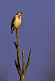 Common Buzzard, Buteo buteo