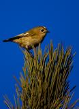 Goldcrest