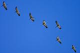 Common Crane