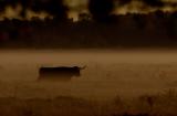 Highland cattle in the morning fog