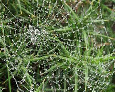 v3/76/564376/3/44268933.2EmptySpiderweb.jpg