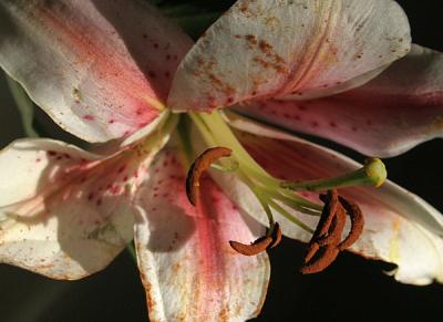 Orchid