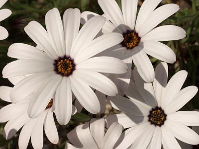 Daisies?