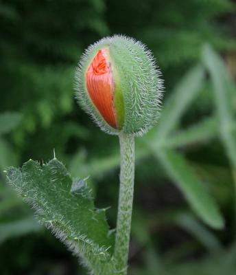 Bud Rising 2