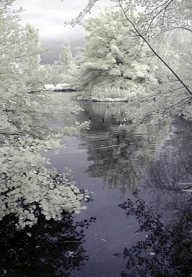 Pond