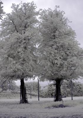 Two Trees and Ostrich