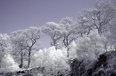 Trees on the Hill