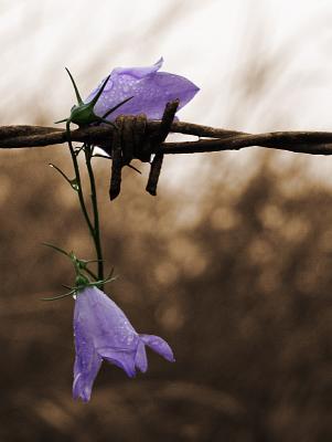 Flowers on the Barbwire