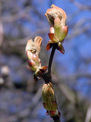 Bud Rising 1