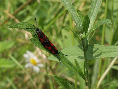 Butterfly Sex