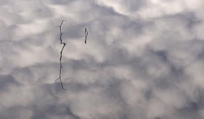 Branches on the Sky