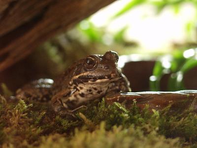 Toad